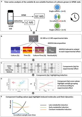 Dynamics of Metabolite Induction in Fungal Co-cultures by Metabolomics at Both Volatile and Non-volatile Levels